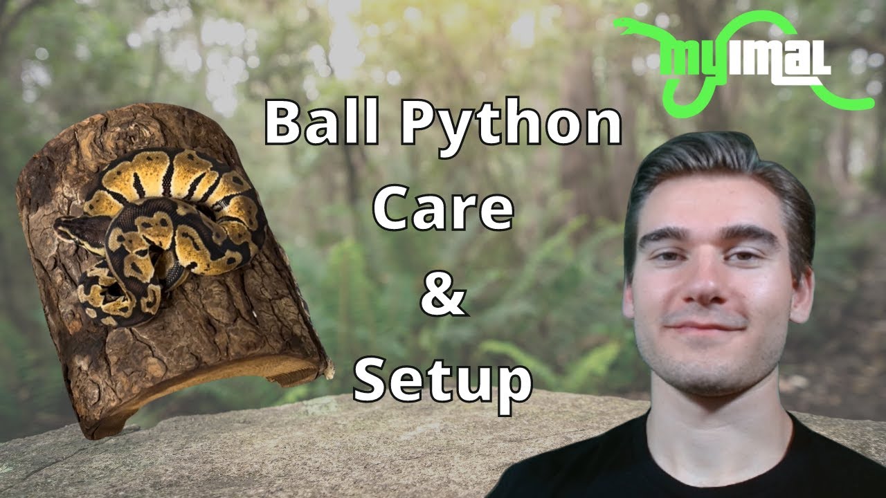 How to Properly Care for and Setup a Ball Python