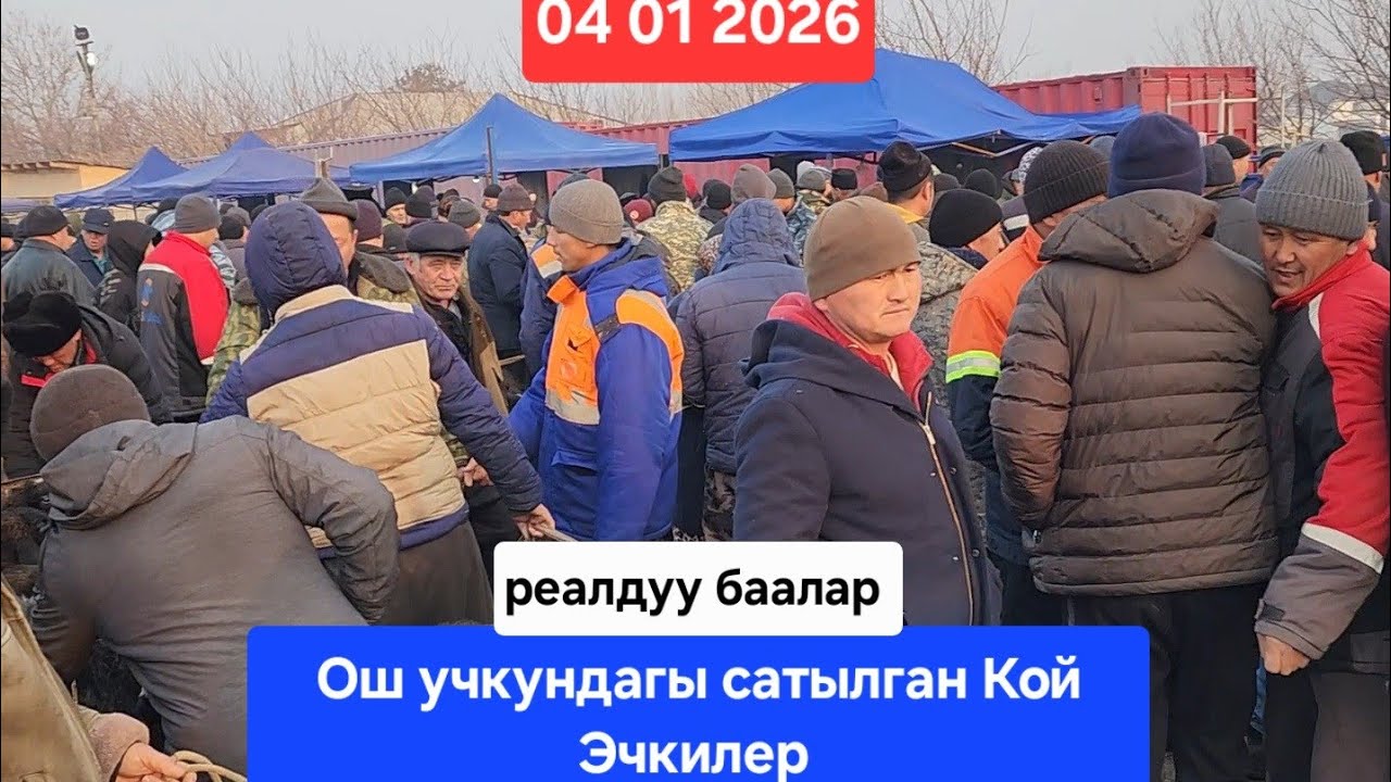 ОШ УЧКУН МАЛ КОЙ БАЗАР 4 Январь 2026 жыл Сатылган Кой Эчкилер 