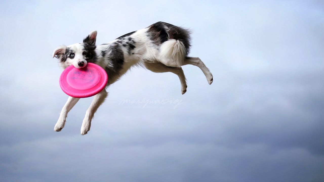 .:: Border Collie Tokki || frisbee, tricks & fun ::.
