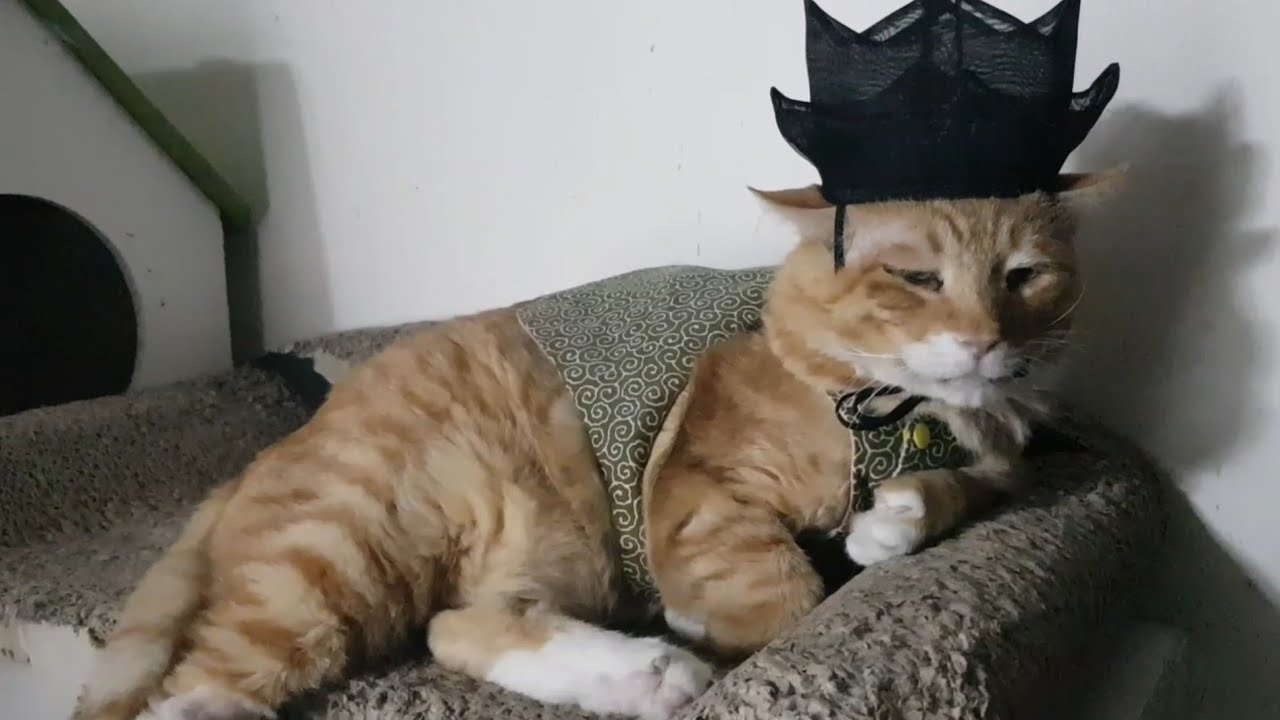 대감님 고양이 할배어르신ㅋㅋㅋㅋㅋㅋㅋㅋ