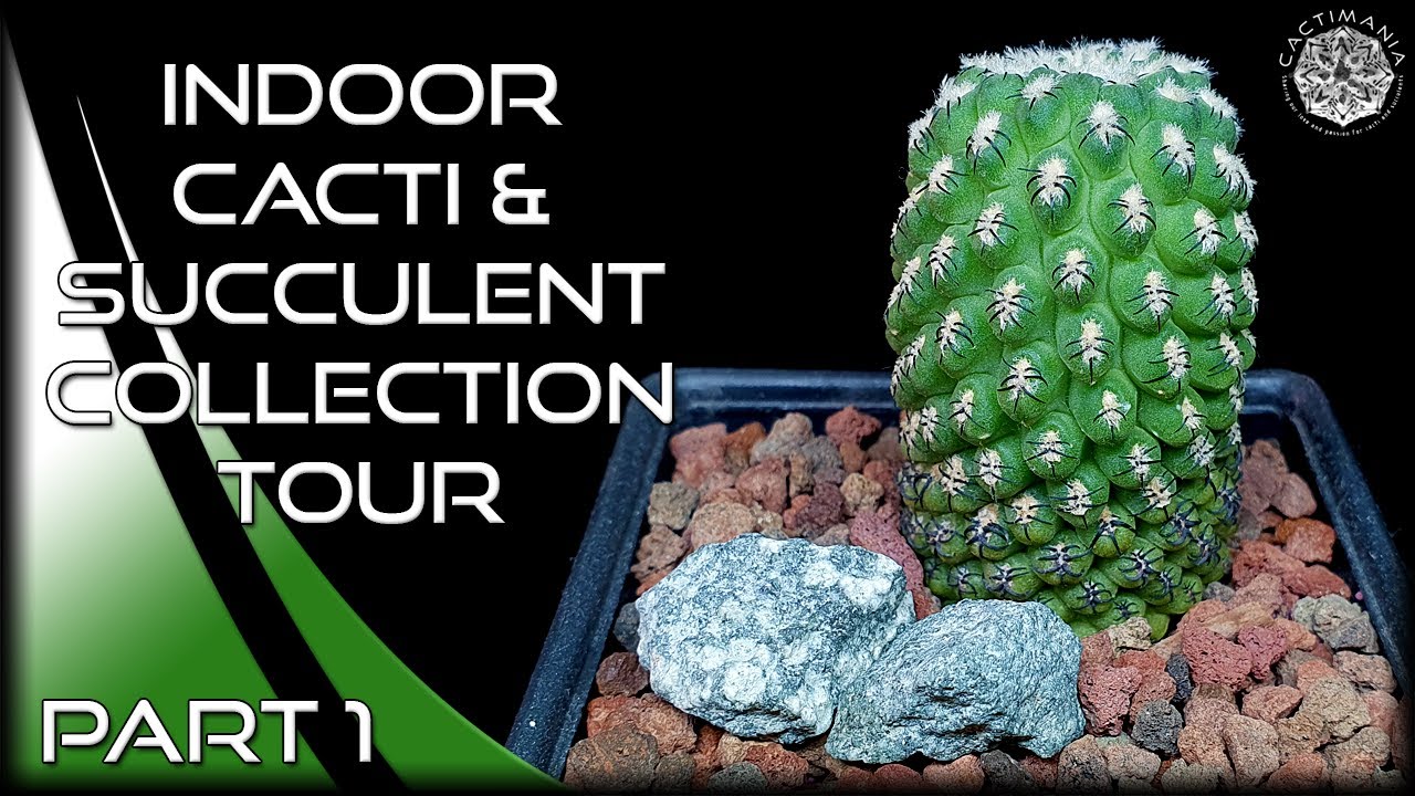 Indoor #Cacti & #Succulent Collection Tour | November 2022 | Part 1