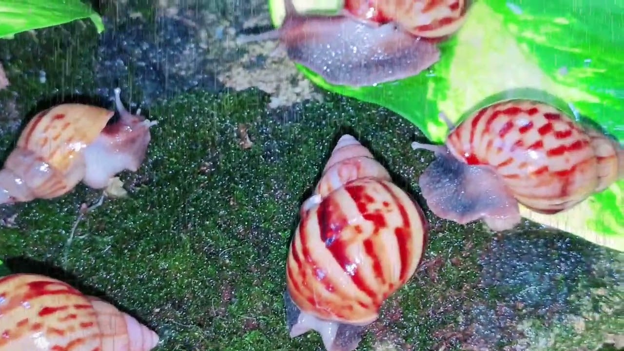‎A Snail's Journey in the Pouring Rain | Cinematic Nature Film