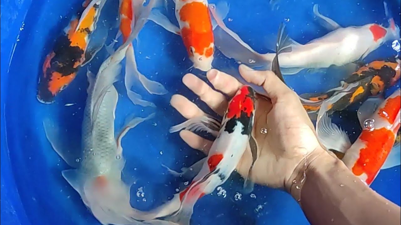 Review 17 Koi Slayer jenis Showa, Kohaku, Tancho dan Sanke Grade A