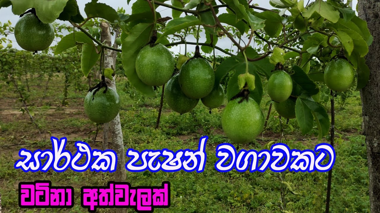 නව තාක්ෂණික පැෂන් වගාව | pasan wagawa | Passion fruit Cultivation | pashan wagawa | wal dodam wagawa