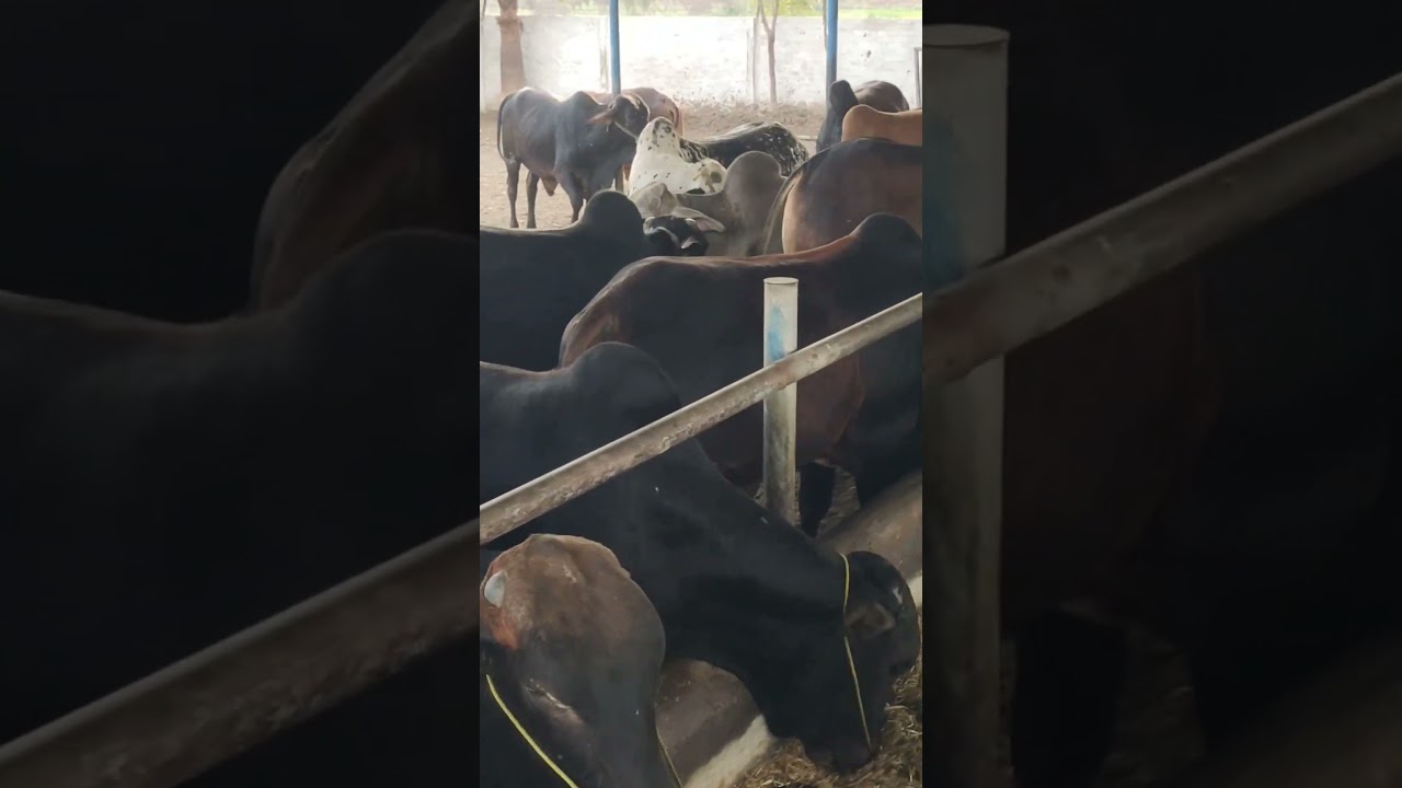 Bachray For Qurbani 2025 I Bachra Farming Idea l Cattle Farming