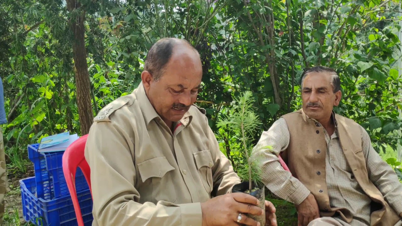 Basic rules of deodar/devdar plantation