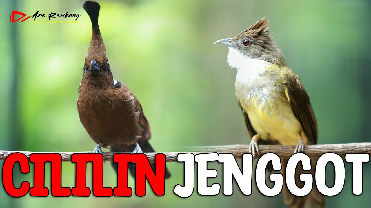 MASTERAN CILILIN VS CUCAK JENGGOT