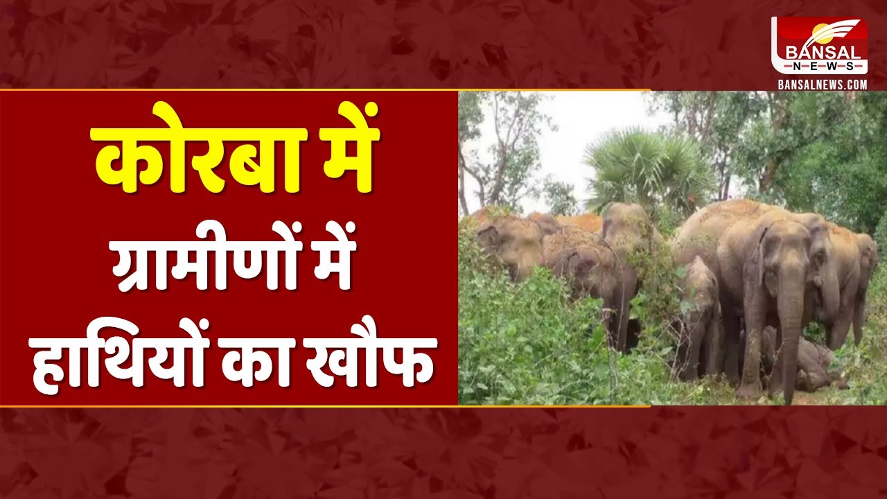 कोरबा में ग्रामीणों में हाथियों का खौफ, बंसल न्यूज की टीम ने ग्राउंड पर लिया जायजा | Korba