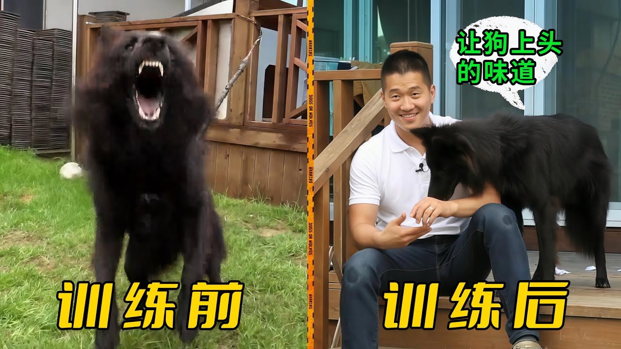 牧羊犬咬傷鄰居后拖行數米，本以爲無藥可救，訓犬師卻靠溫柔化解