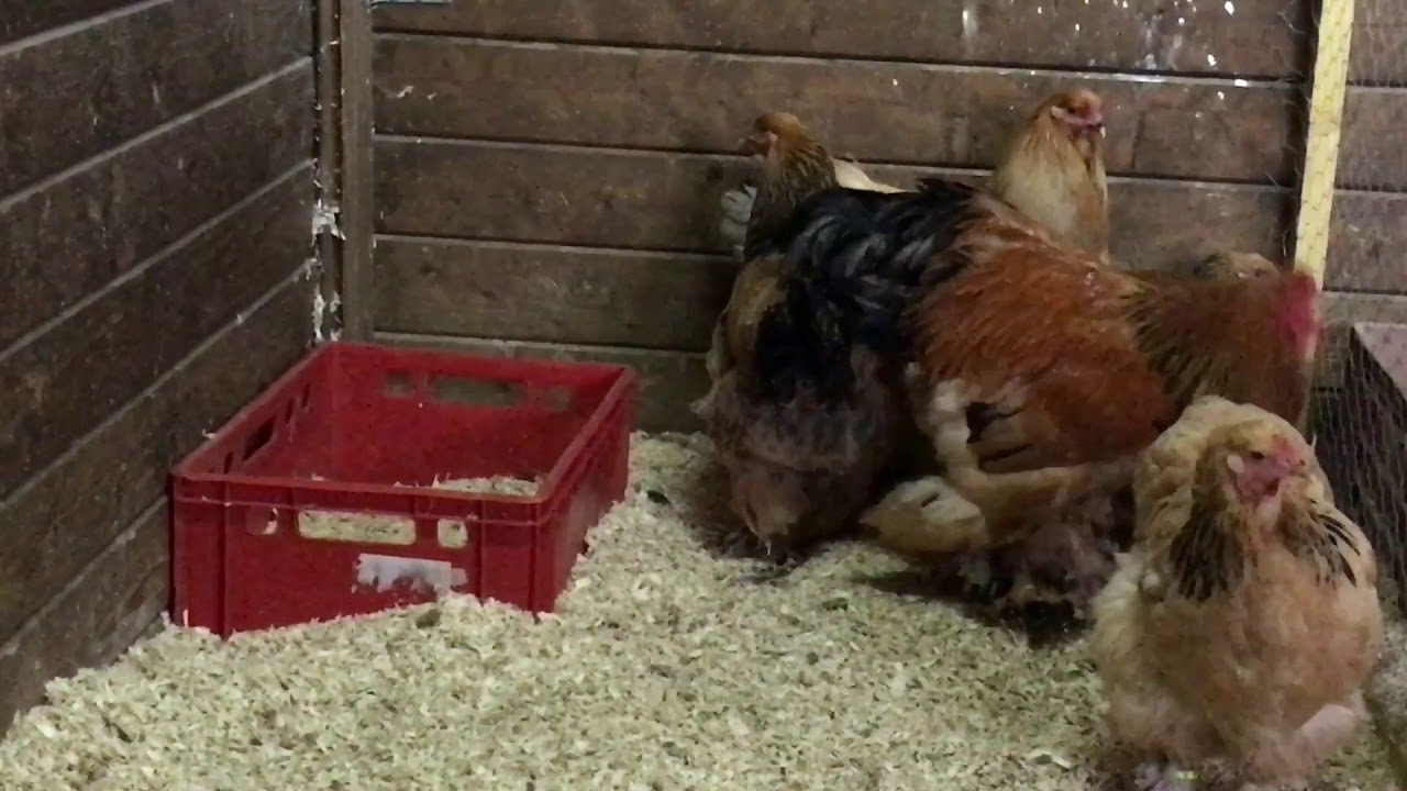 Reproduction de poule de races