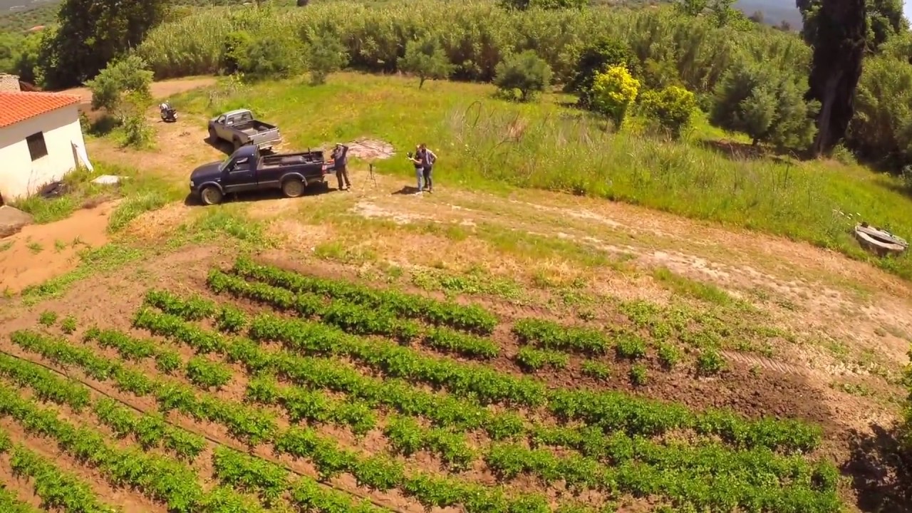Πότισμα πατάτας   Watering potato with irrigation system   Aerial drone video
