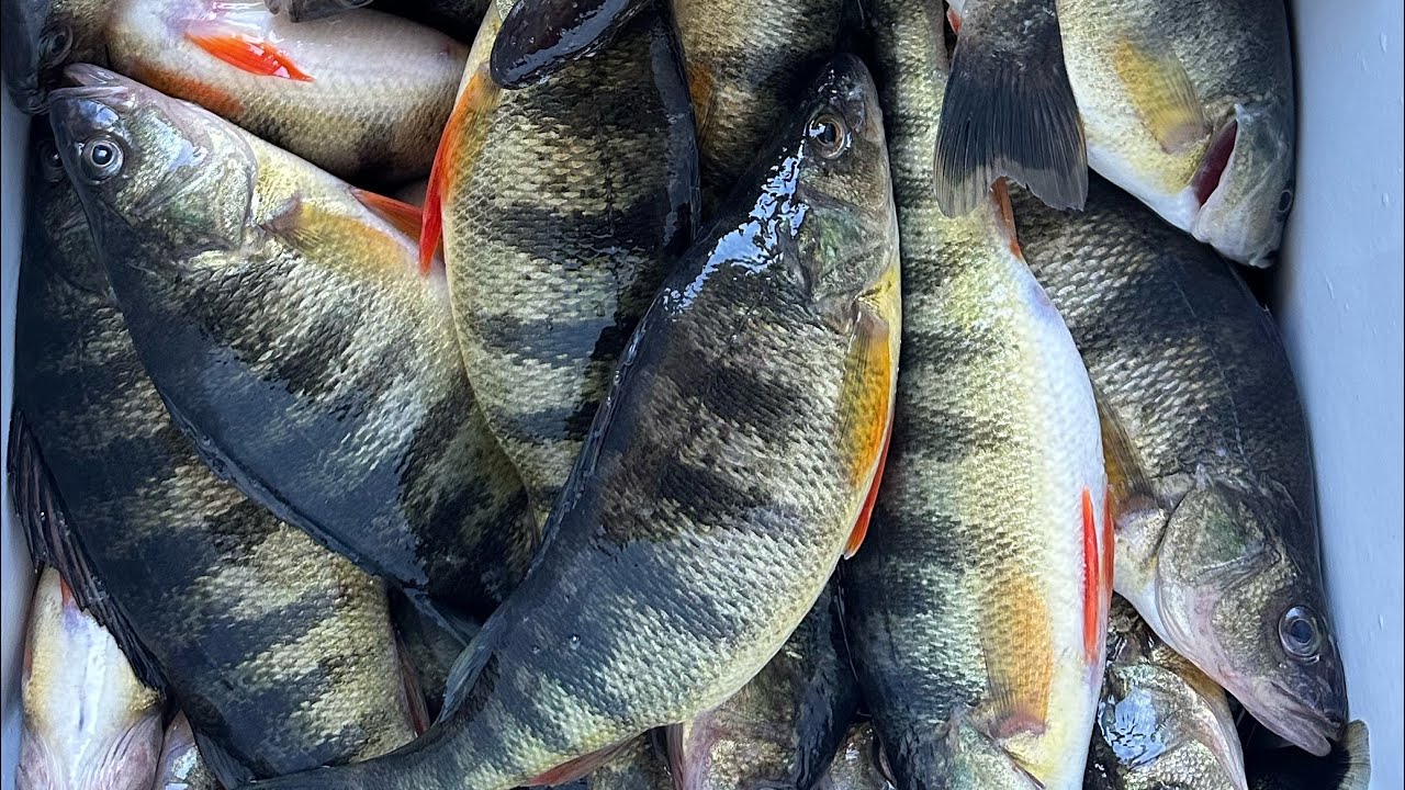 Episode 5: Lake George PERCHFEST