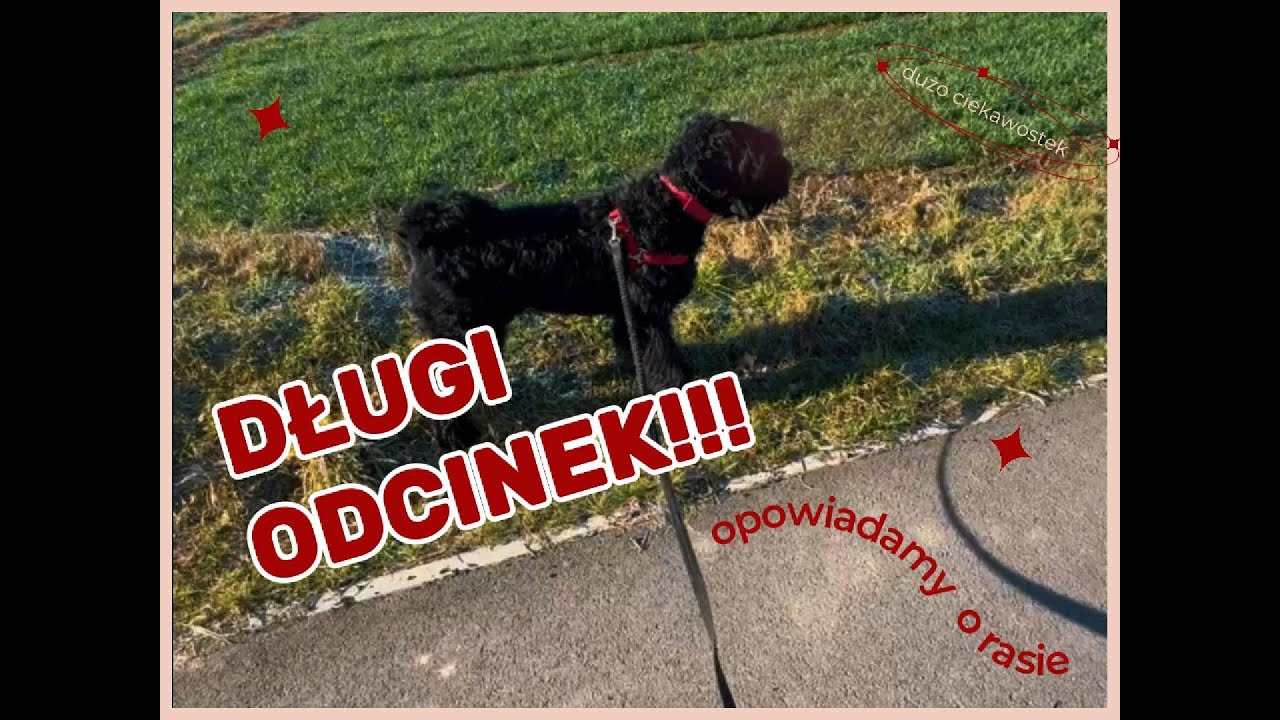 Czy to idealny pies? Spacer i prawda o czarnym terierze