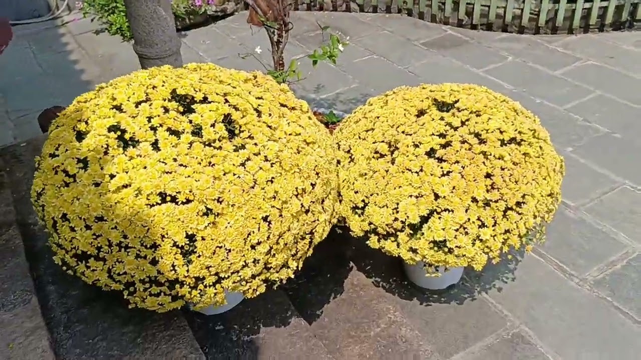 Phổ Hiền Ni Viện, TP Mỹ Tho.