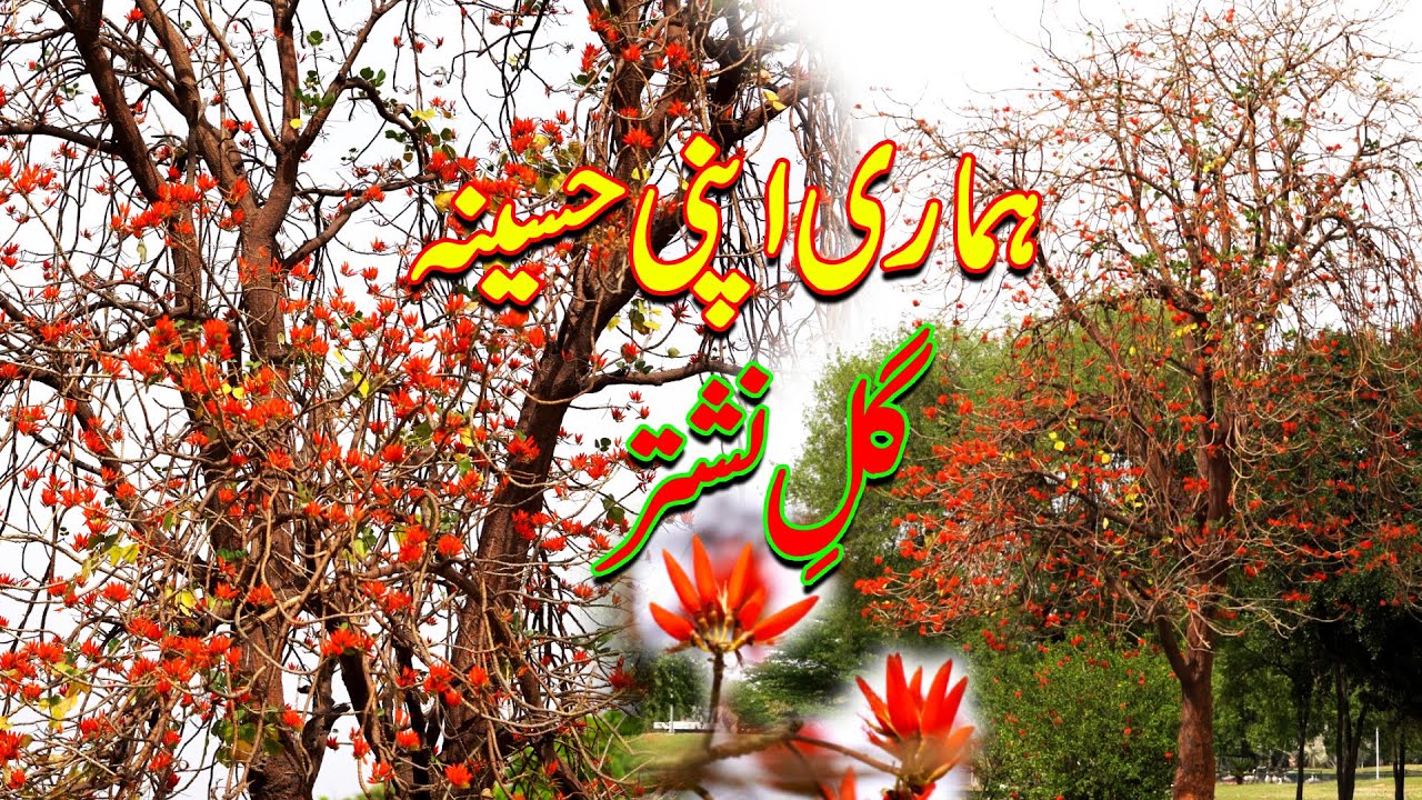 Local Beauty: Gul-e-Nishtar | Native Pedon Ki Chhaon Mein | Ep 7 | Qamar Mehdi