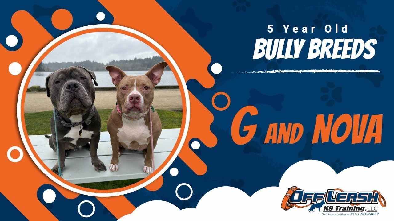 Two-Week Transformation | Nova & G Train with Off Leash K9 Seattle
