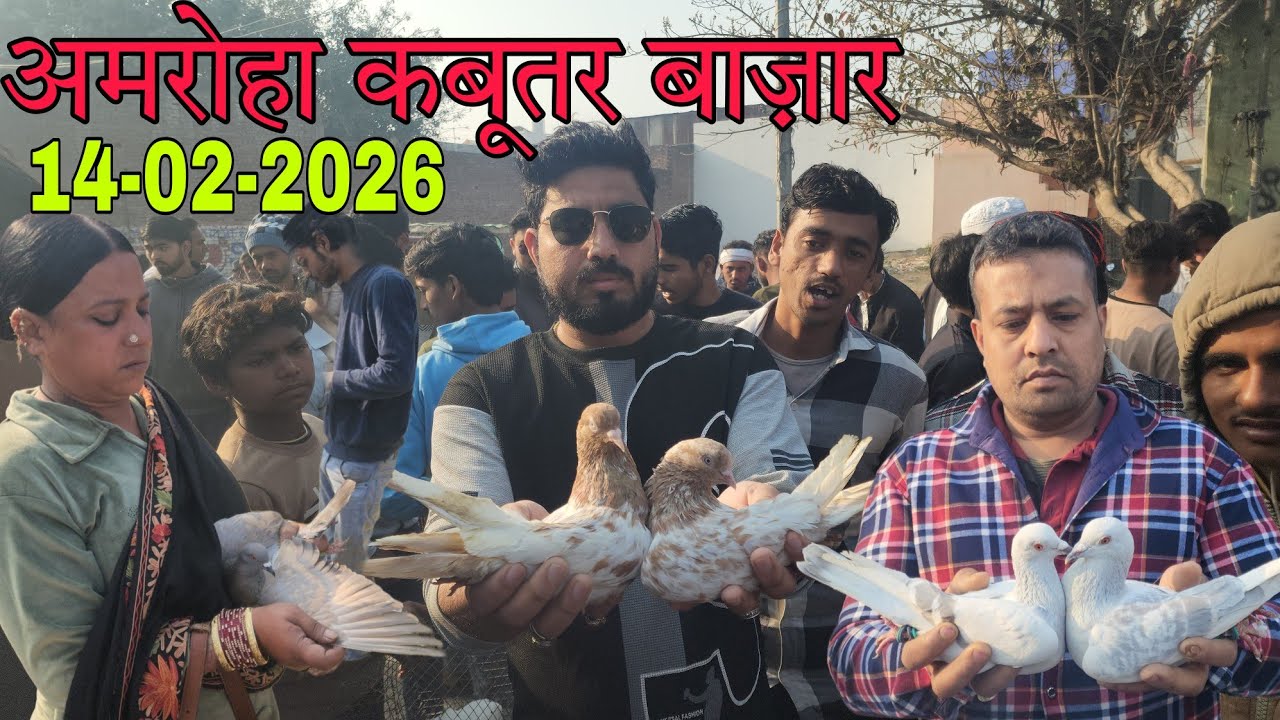 Amroha kabootar market 🕊️ 14-02-2026. अमरोहा कबूतर बाज़ार। Gola kabootar market.