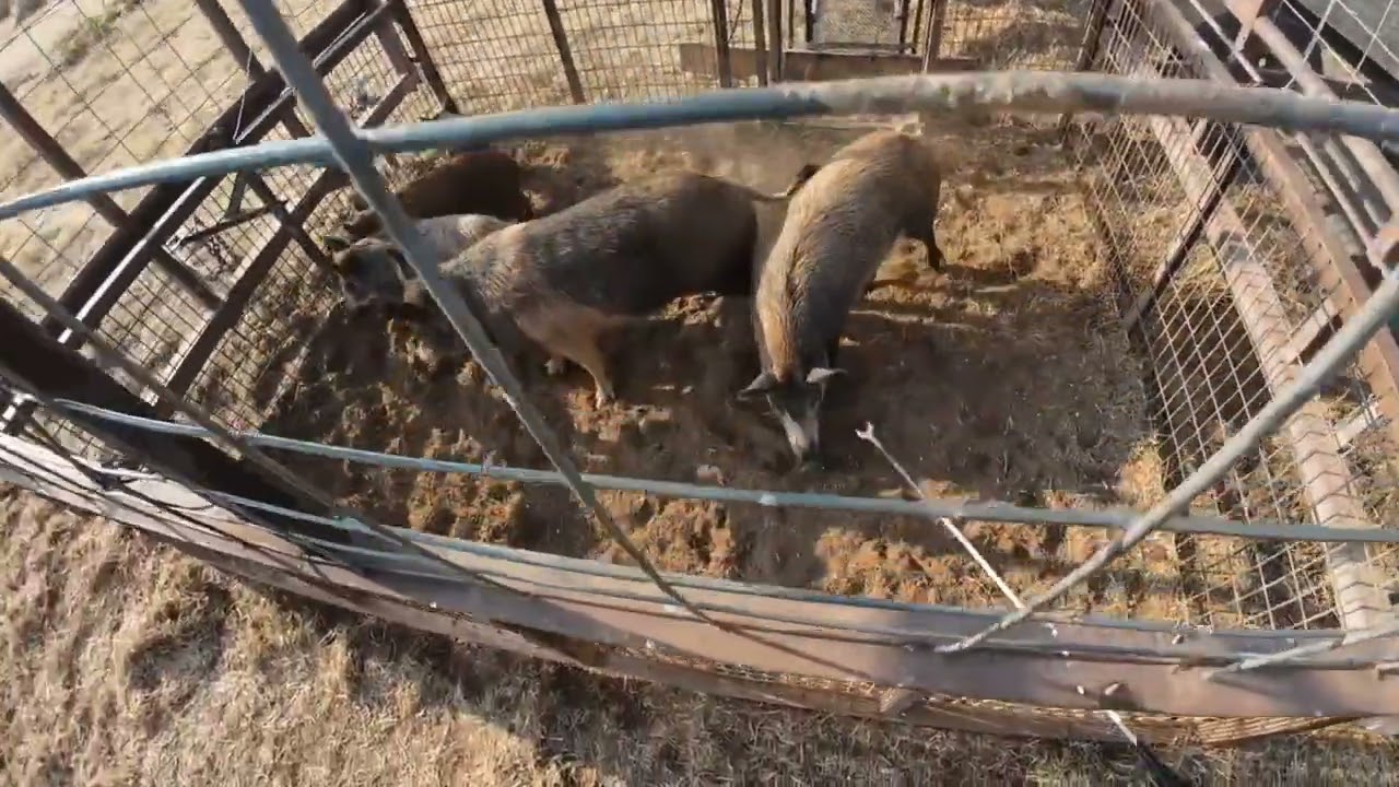 Big Boars are Jerks and mess up my trapping lol 😆