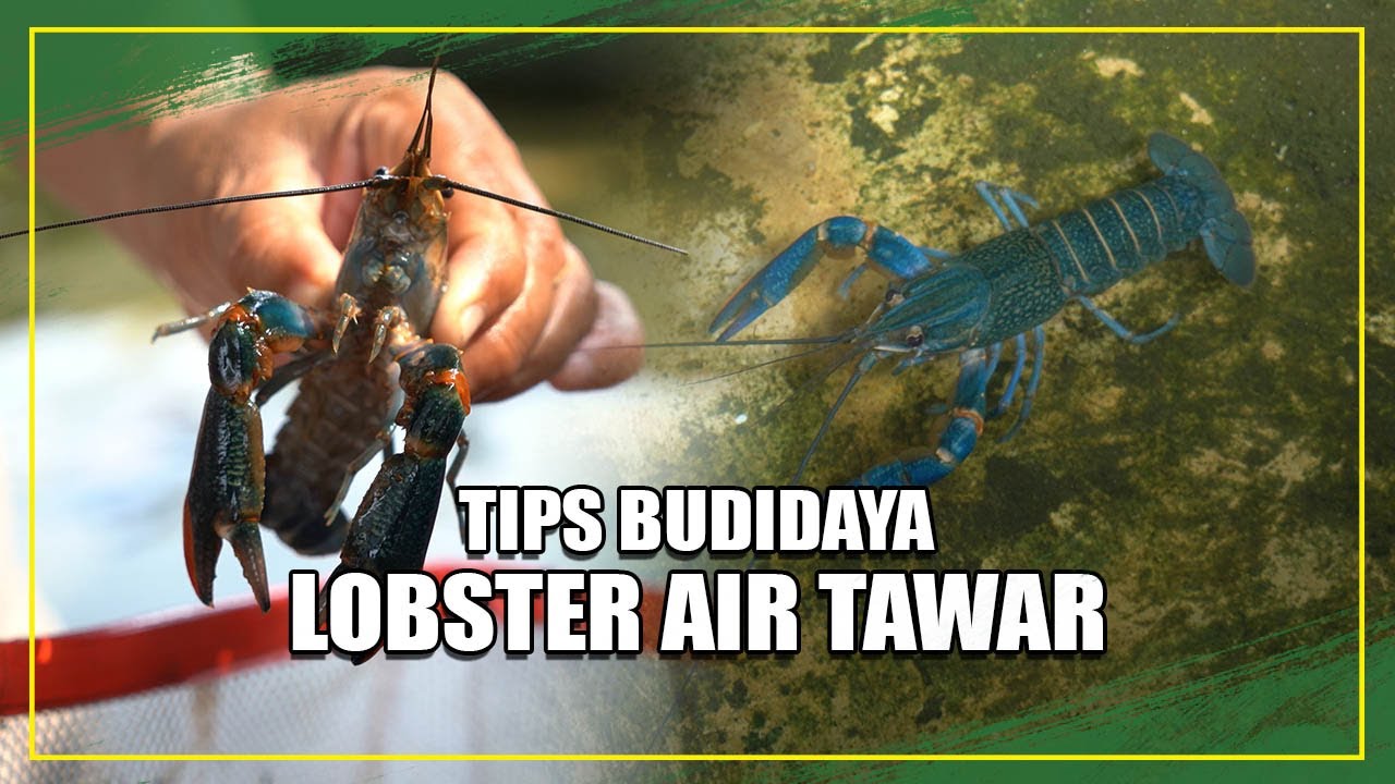 ILMU MAHAL DARI PETERNAK ANDAL! INI TIPS BUDIDAYA LOBSTER AIR TAWAR