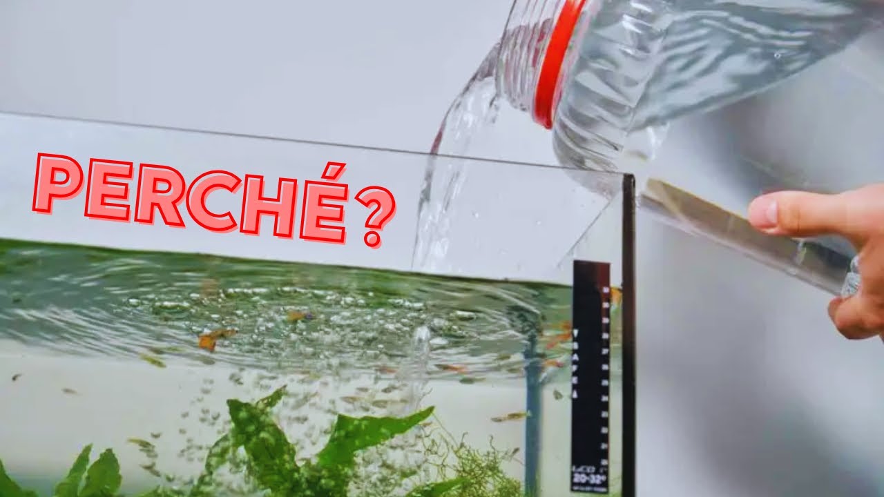 Le vere ragioni del cambio d’acqua! Approccio analitico VS bufale acquariofile