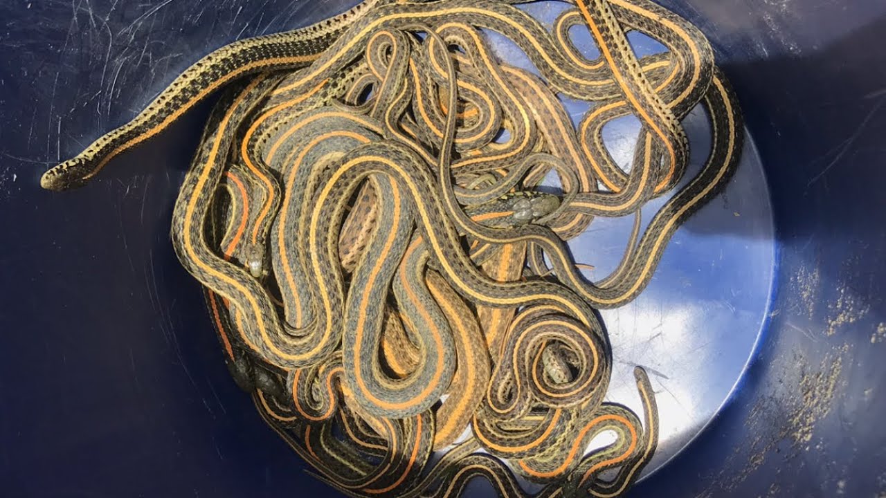 Snake Removal From Backyard!! 14 Snakes!