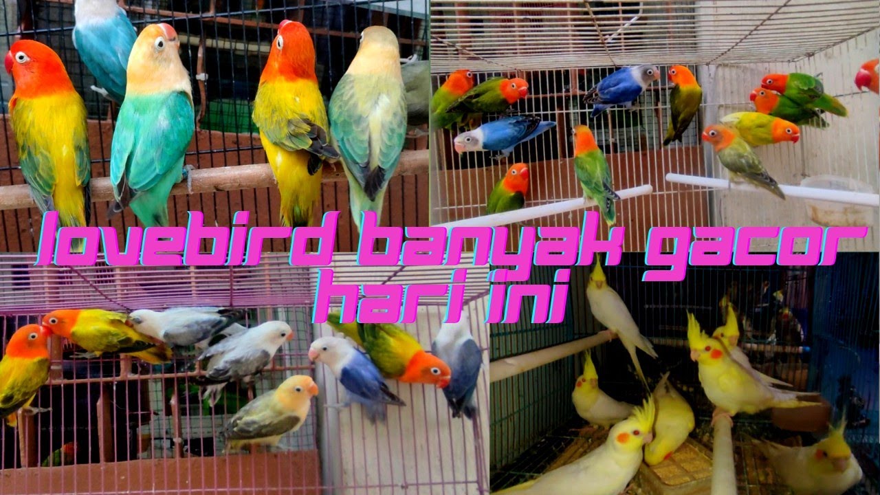 lovebird ada promo awal bulan, warna cantik dan gacorrr siap diborong,buruan sebelum keduluan om !!!