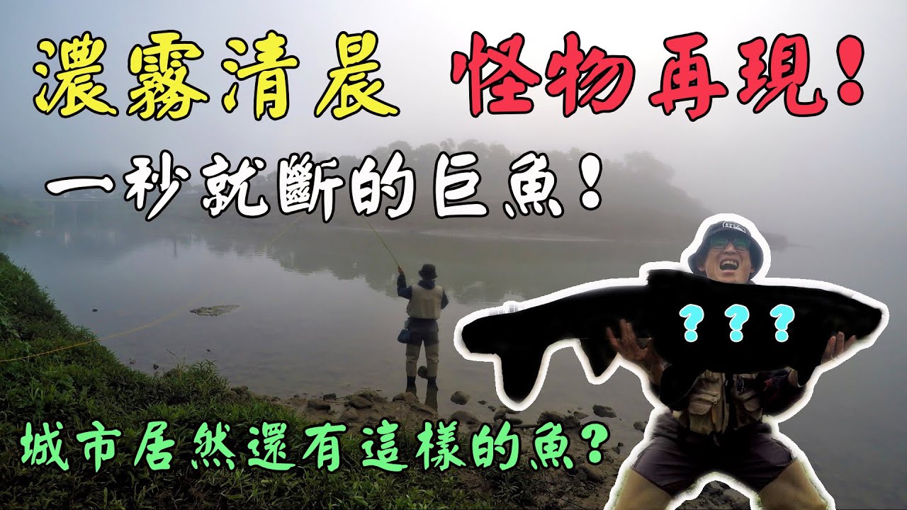 濃霧清晨，怪物再現!! 一秒就斷的巨魚! 城市裡居然有這樣的大魚(Eng Sub)#carpfishing #flyfishing #tips