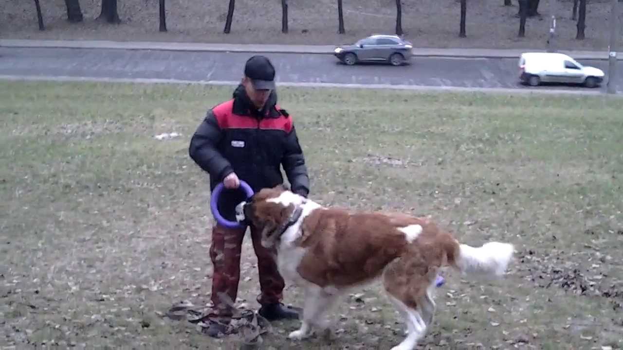 Московская сторожевая.  Видео урок с молодой собакой.