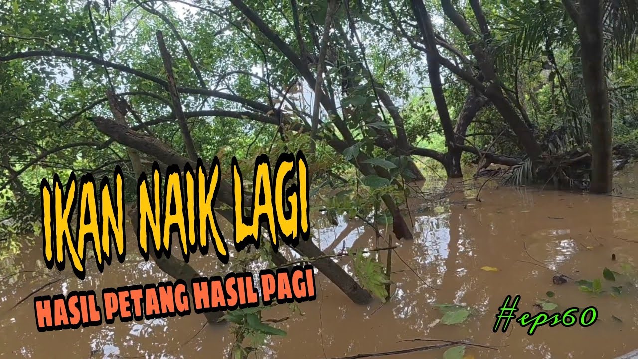 Tahan jaring ikan / rezeki air besar / melepas ikan pada jaring di waktu malam (#eps60)
