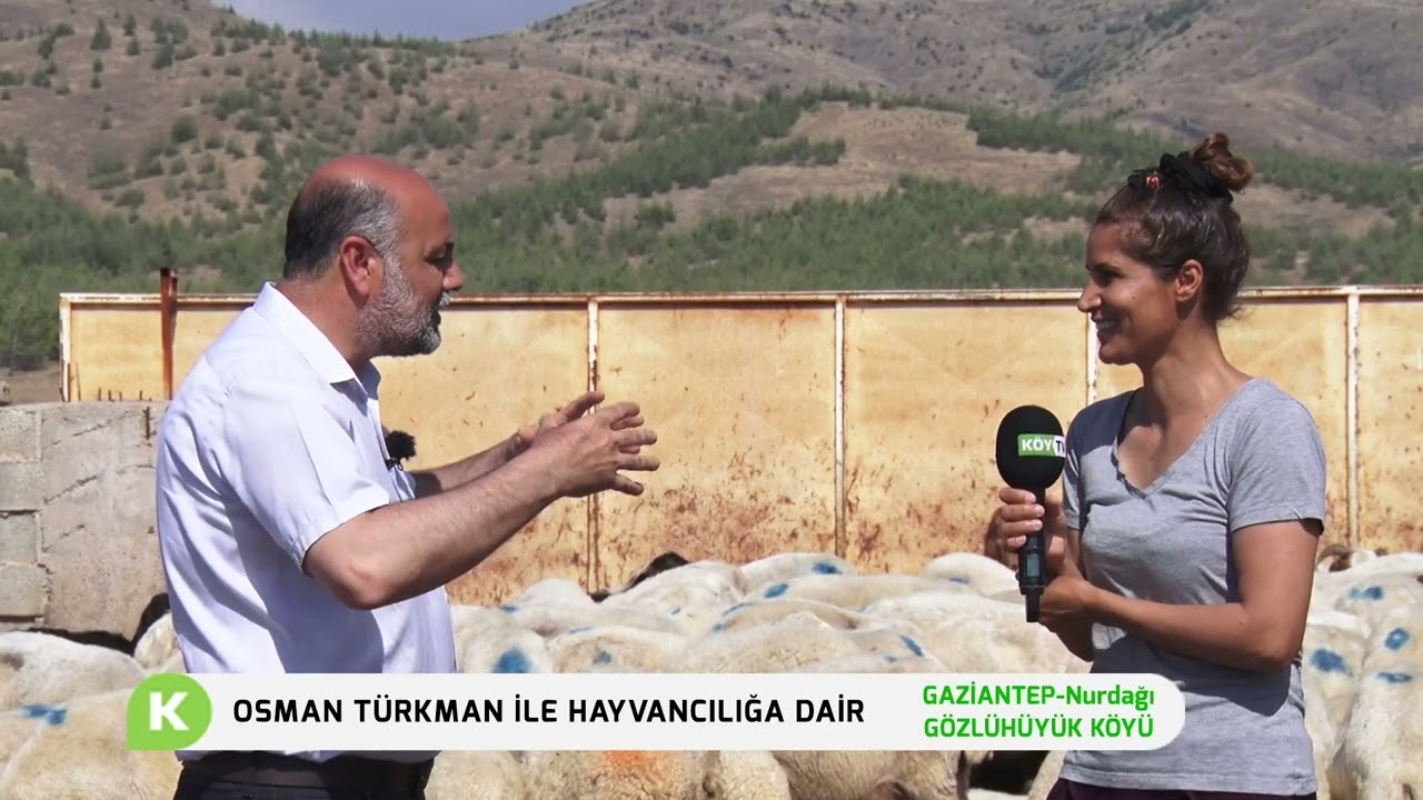 GAZİANTEP NURDAĞI HAYVANCILIK FAALİYETLERİ | OSMAN TÜRKMAN İLE HAYVANCILIĞA DAİR