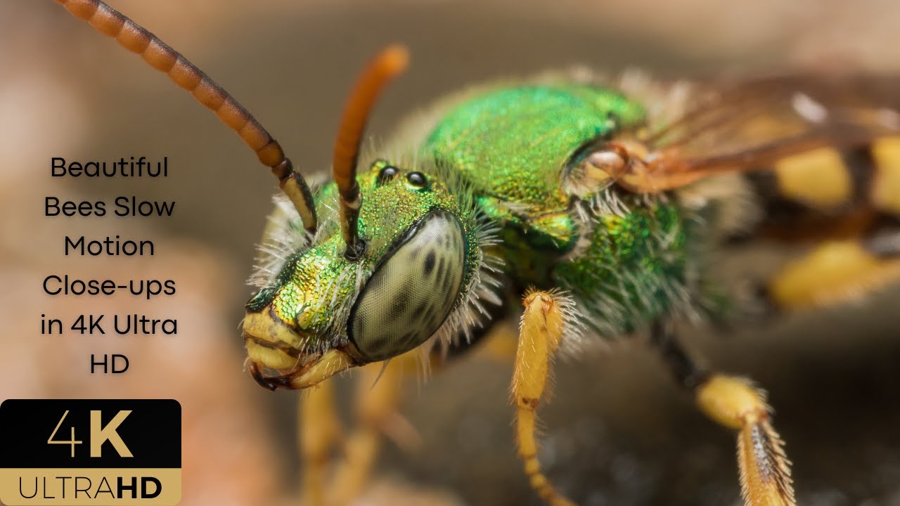 Beautiful Bees Slow Motion Close ups in 4K Ultra HD | Nature Pollinators