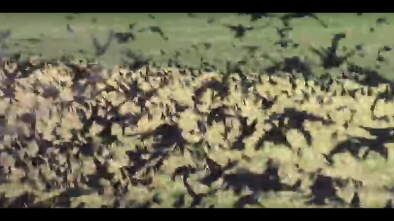Large Flocks of Black Birds.