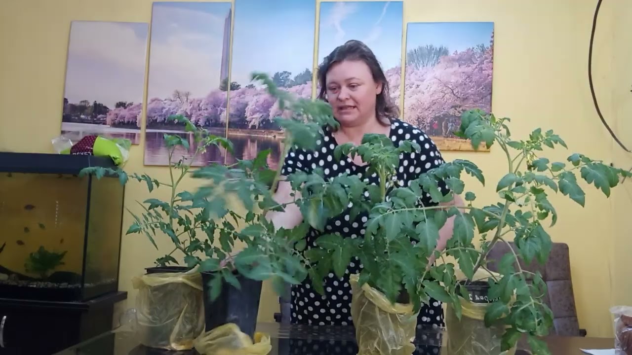 О важности своевременного увеличения объема горшка для рассады.