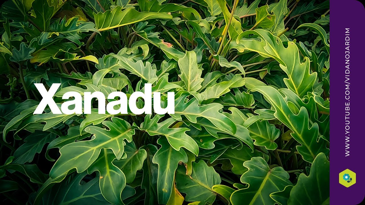 Philodendron xanadu