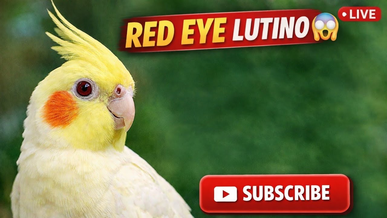 🔴 Live : Lutino Cockatiel 🐥 | Beautiful Yellow Parrot | Cute Bird Live Stream | Million Views