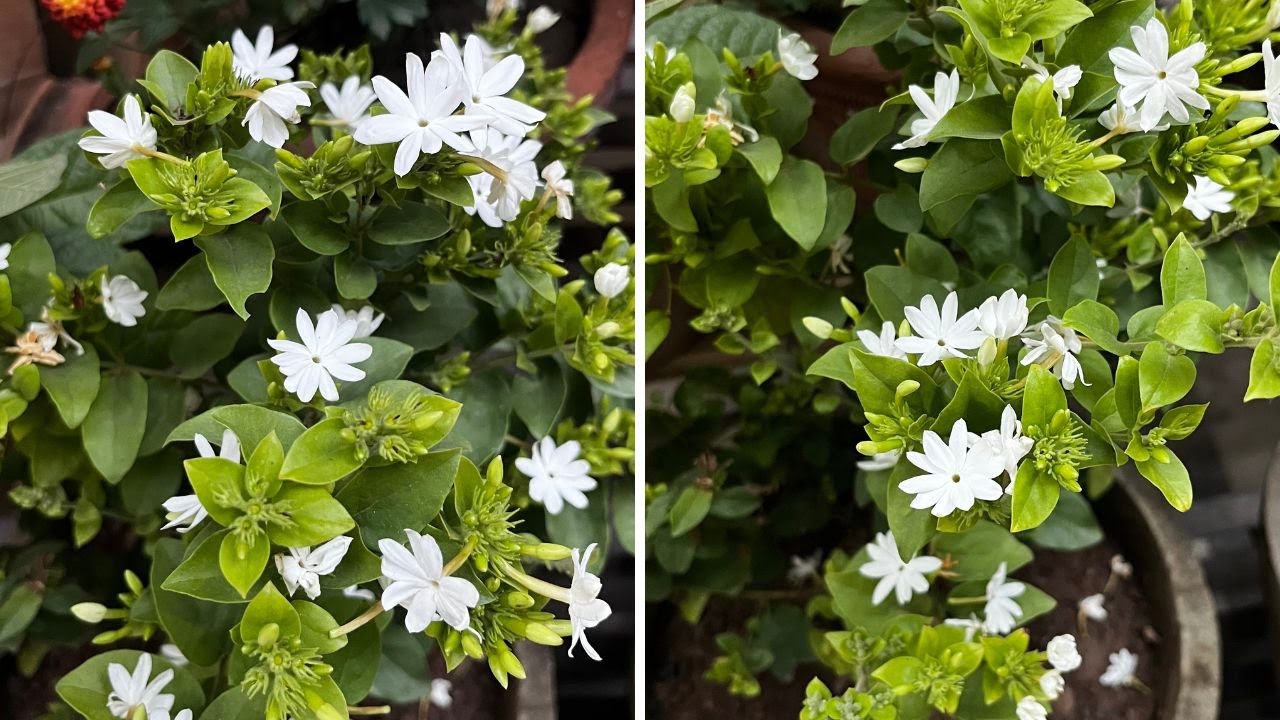 Kund के पौधे की देखभाल कैसे करे - Kund Plant care in pots at home (Hindi)