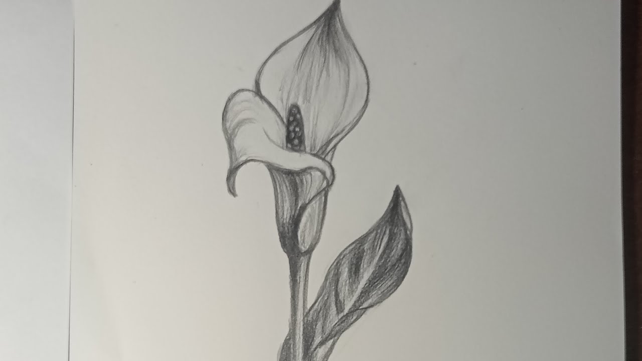How to draw Calla Lily.#drawing #sketch #pencilsketch #flower #video