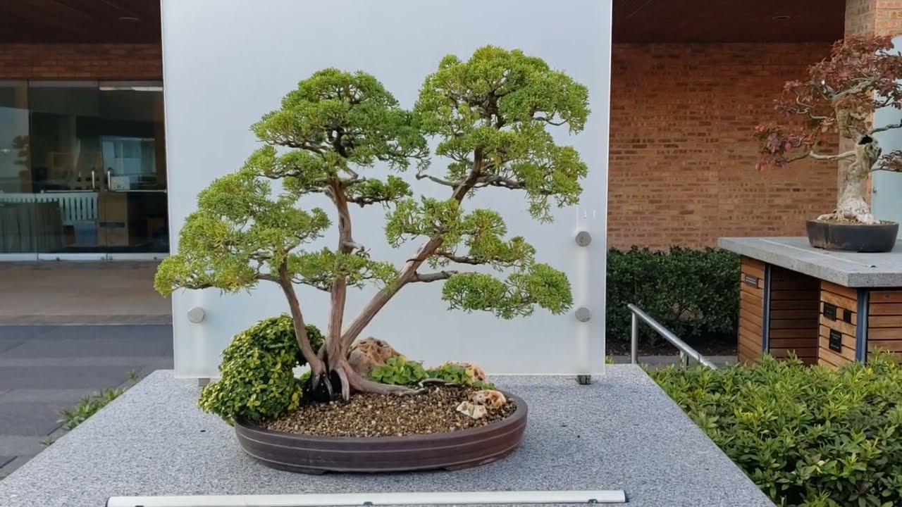 Blaauw Chinese Juniper Clump Style Bonsai, Chicago Botanic Garden Bonsai Collection, October 2023