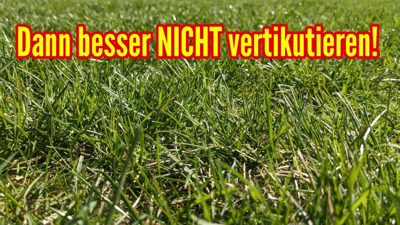 Wann man besser NICHT den Rasen VERTIKUTIEREN sollte!