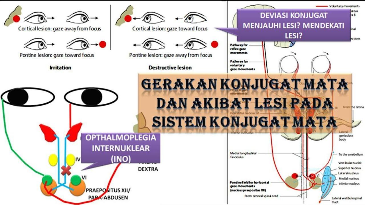 Video 29 Gerakan Konjugat Mata