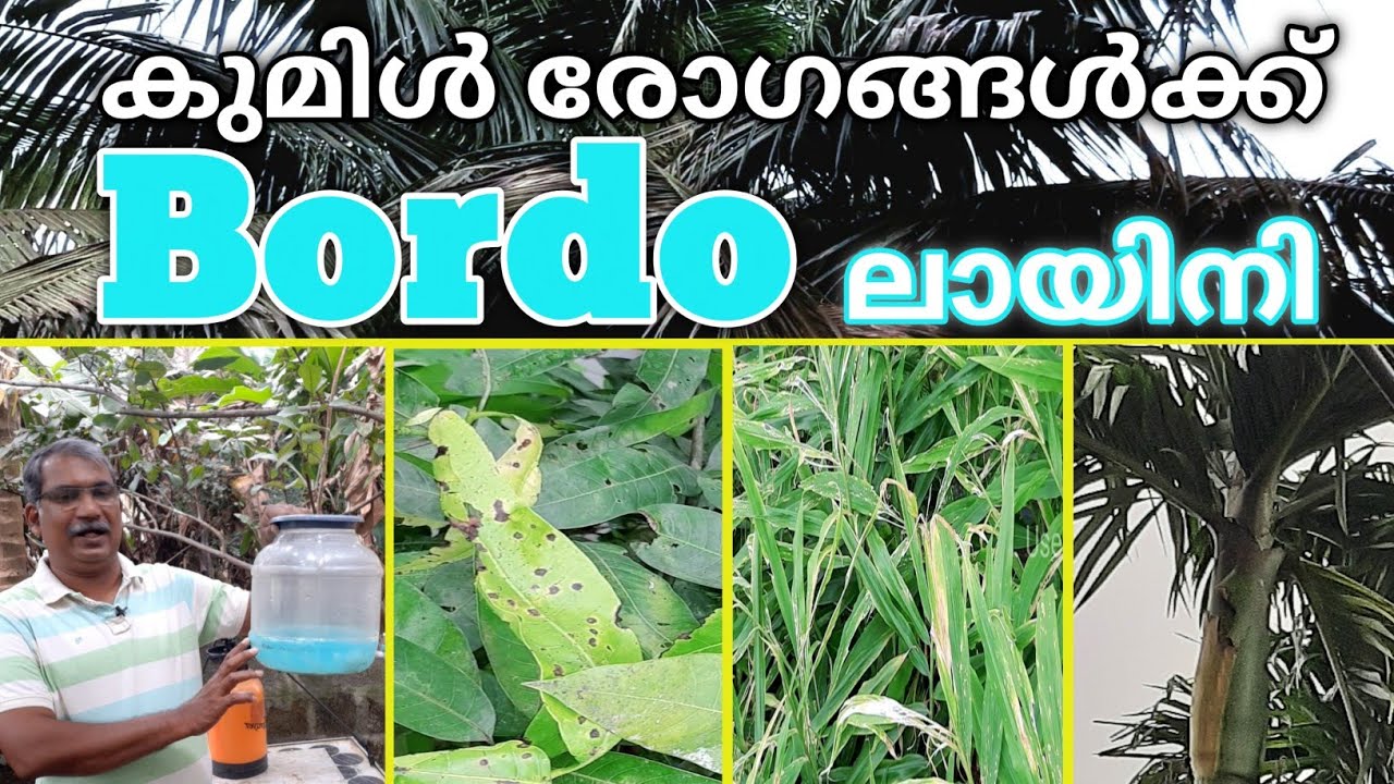 ബോഡോ മിശ്രിതം എങ്ങനെ തയ്യാറാക്കാം | How to prepare Bordeaux Mixture | Natural Fungicide