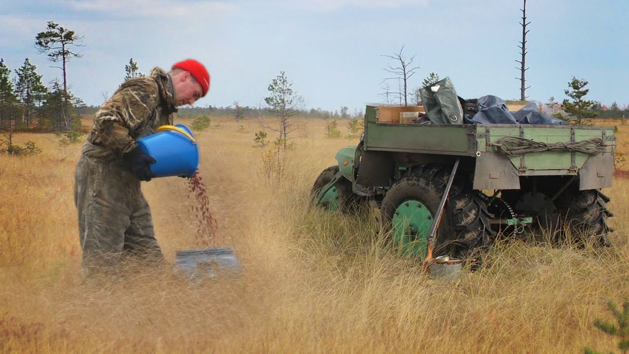 Как собирают клюкву в Сибири. Васюганское болото. How we harvest cranberries in Siberia