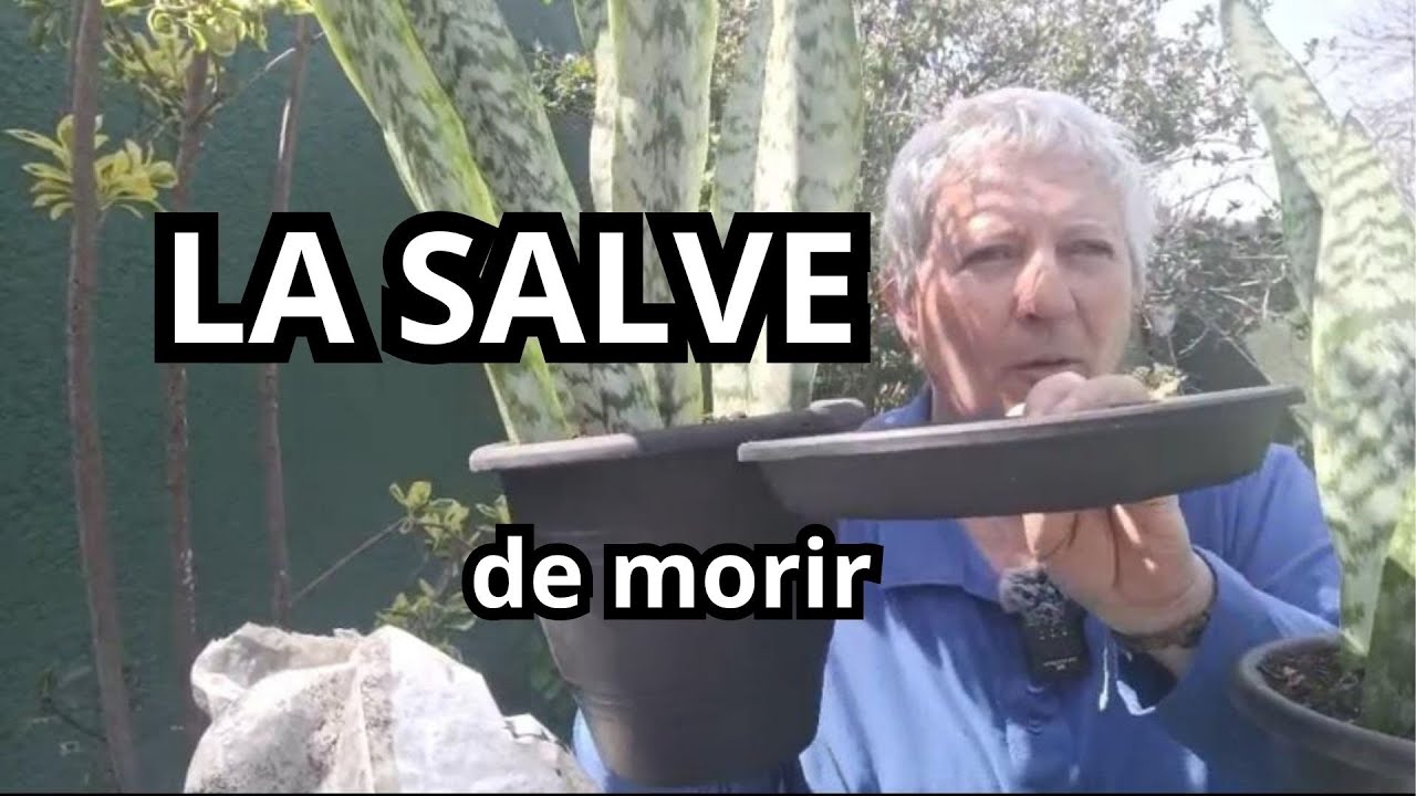 Cómo salvar tu Espada de San Jorge | Sansevieria paso a paso.
