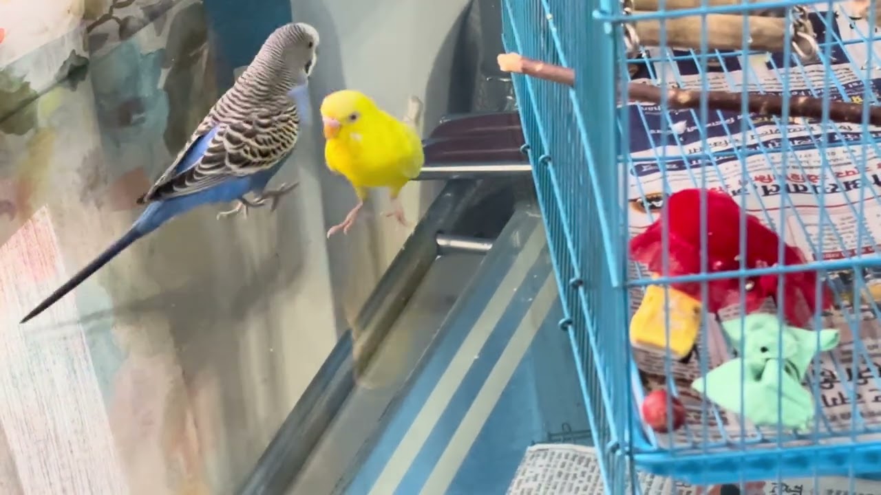 Budgies feel happy when they are surrounded by us! #budgie #peeku #cheeku #parakeet #budgiesfood