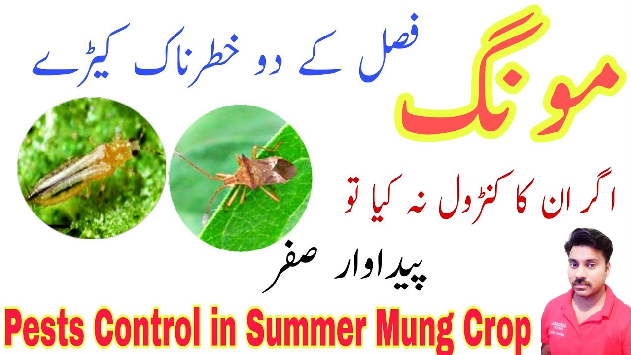 How to get high yield of Mung beans |Spray schedule in Mung crop |Pests control in Summer Moong crop