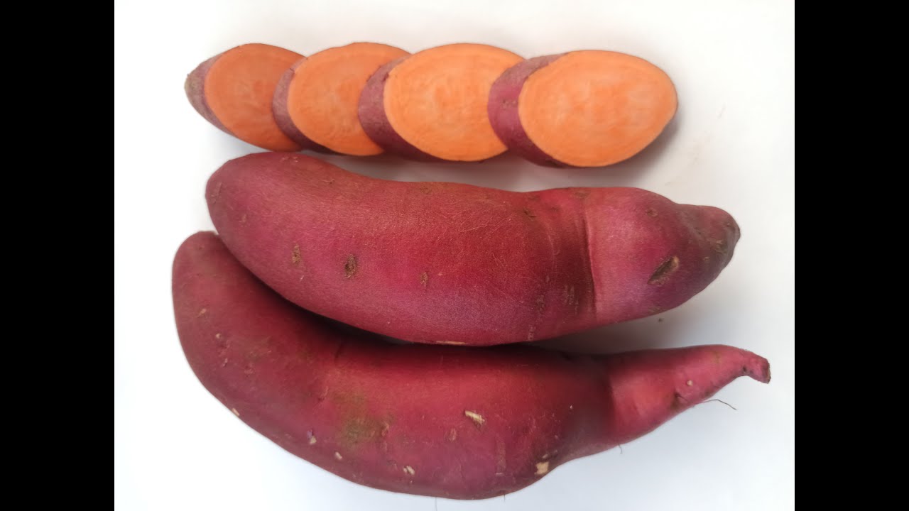 Кормовой батат. Еда для животных. Ценная пишевая культура.