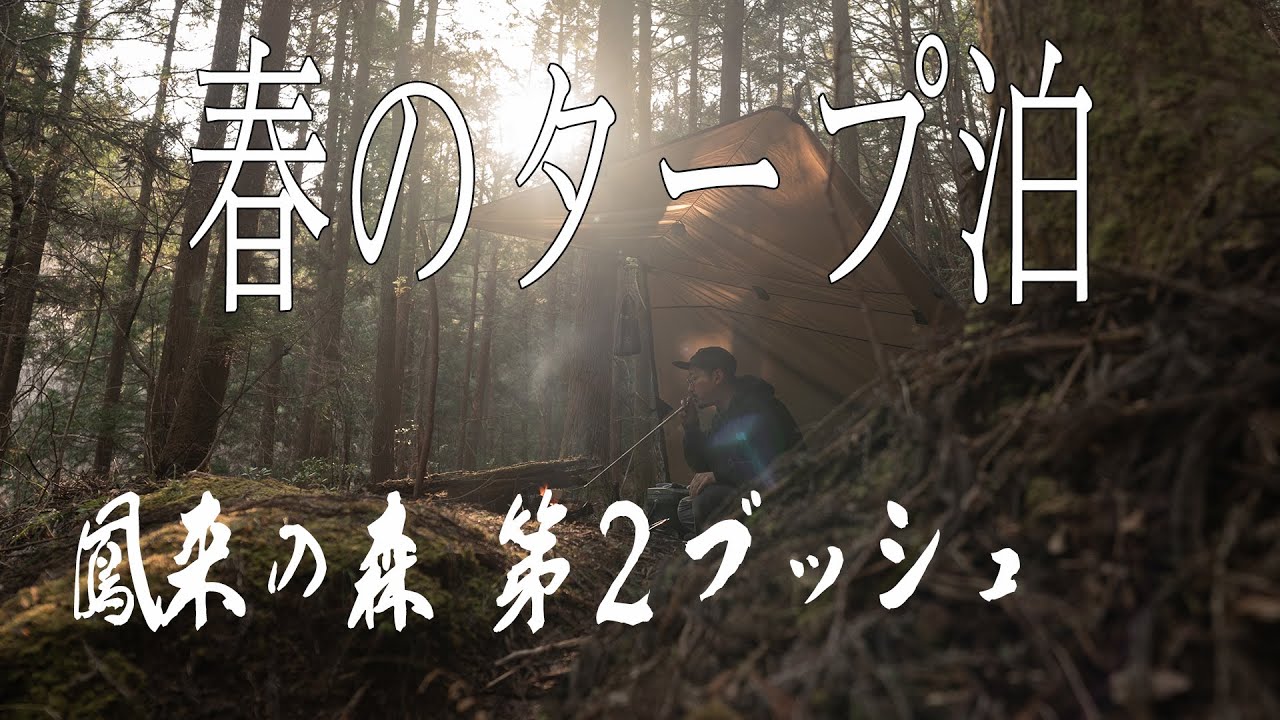 春の訪れを感じる針葉樹の森でタープ泊【鳳来の森】