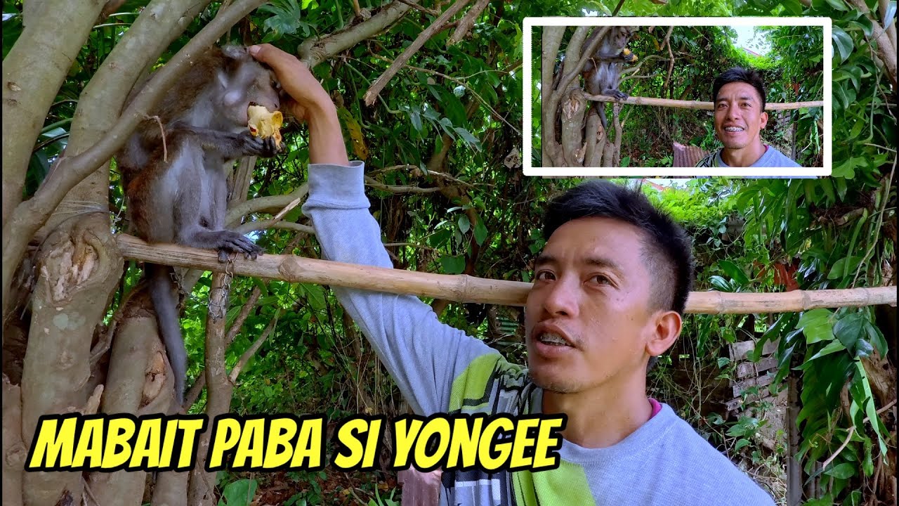 KUMUSTA NABA SI YONGEE ANAK??