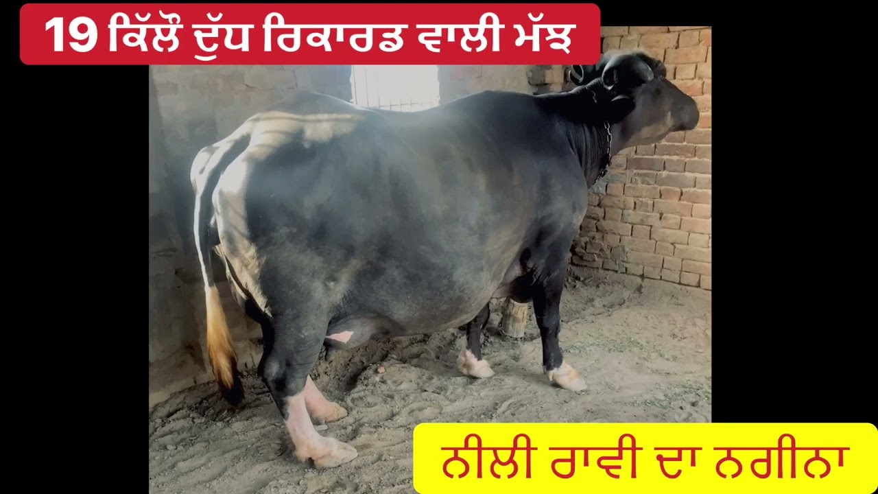 NILLI RAVI TOP CLASS BUFFALO