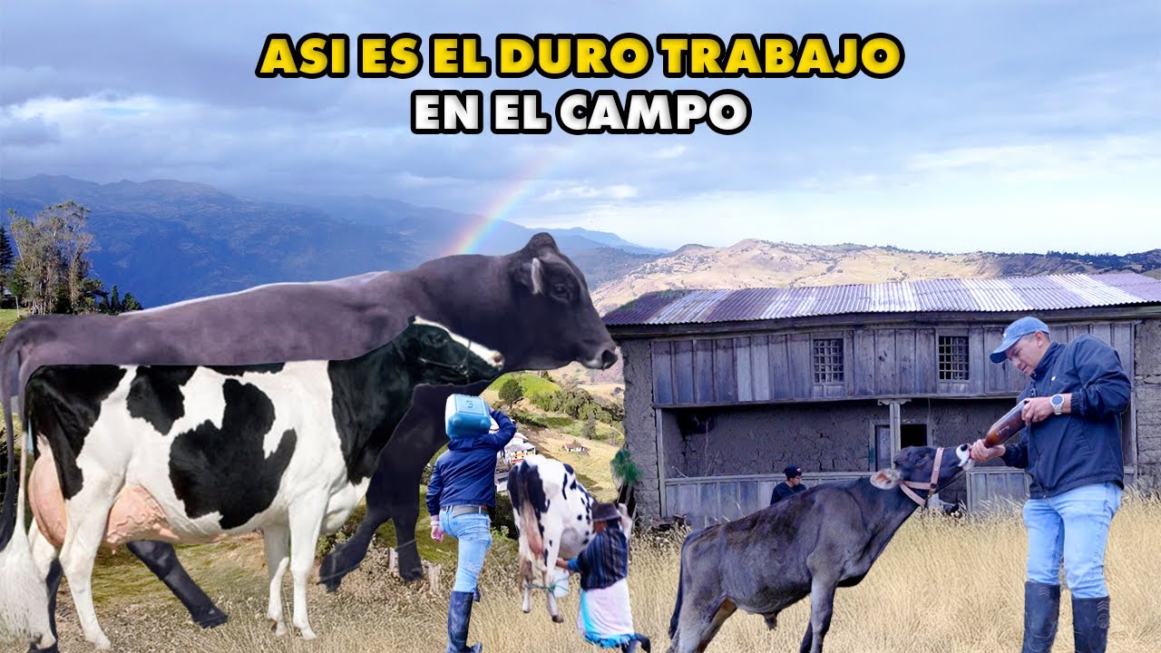 ASI ES EL DURO TRABAJO EN EL CAMPO Y EL CRECIMIENTO DE LOS TERNEROS BROWN SWINSS I GEO LEMA